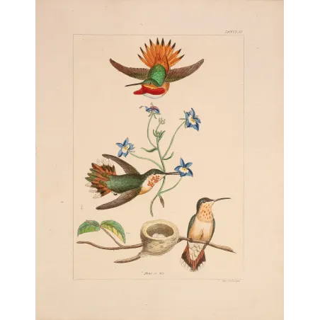 The Hummingbird's Nest | Original Reichenbach Hummingbird Engraving (1855–1860)