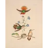 White-necked Jacobin (Florisuga mellivora) with Nest – Original Hand-Colored Engraving by Ludwig Reichenbach, Antique Print