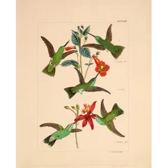 Emerald Wings Among Scarlet Blossoms | Original Reichenbach Hummingbird Engraving