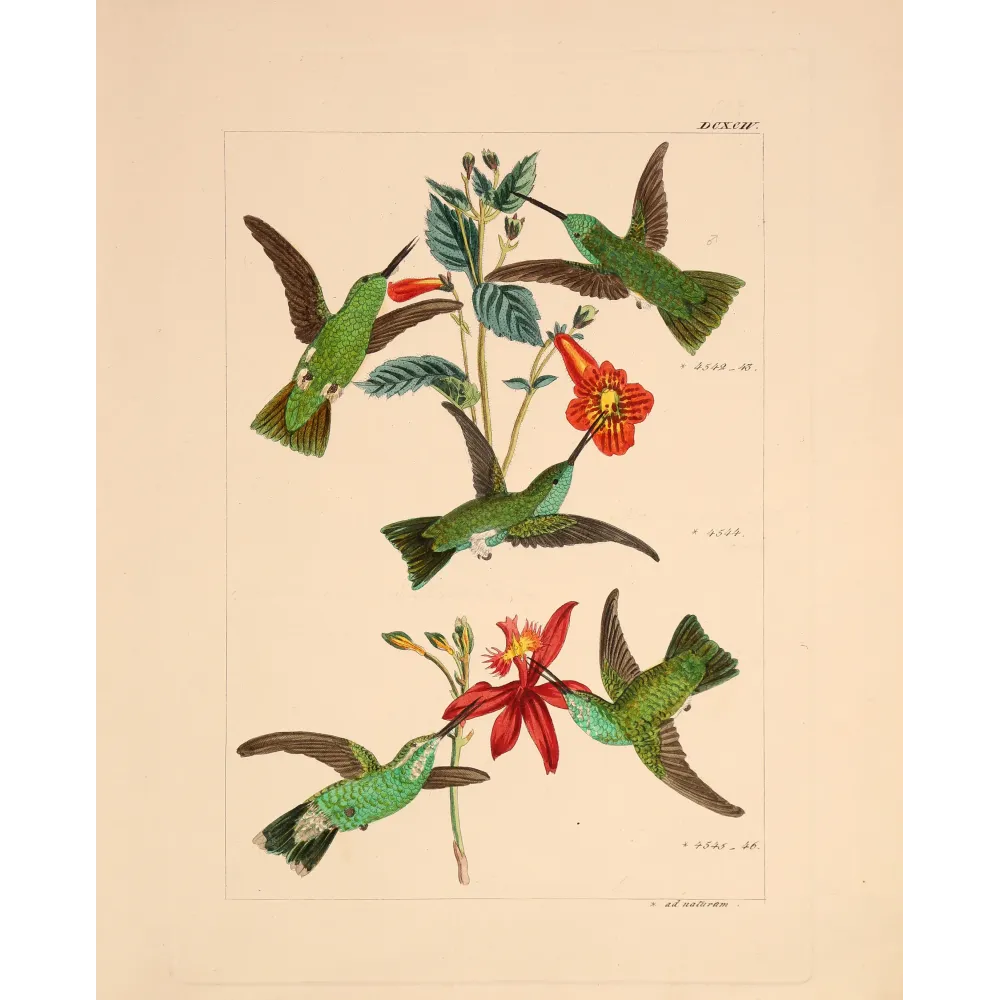 Emerald Wings Among Scarlet Blossoms | Original Reichenbach Hummingbird Engraving