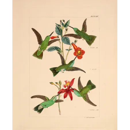 Emerald Wings Among Scarlet Blossoms | Original Reichenbach Hummingbird Engraving