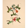 Esmeralda, Euchloris and Maculicollis Hummingbirds with Achimenes and Epidendrum – Hand-Colored Engraving by Reichenbach,  Print