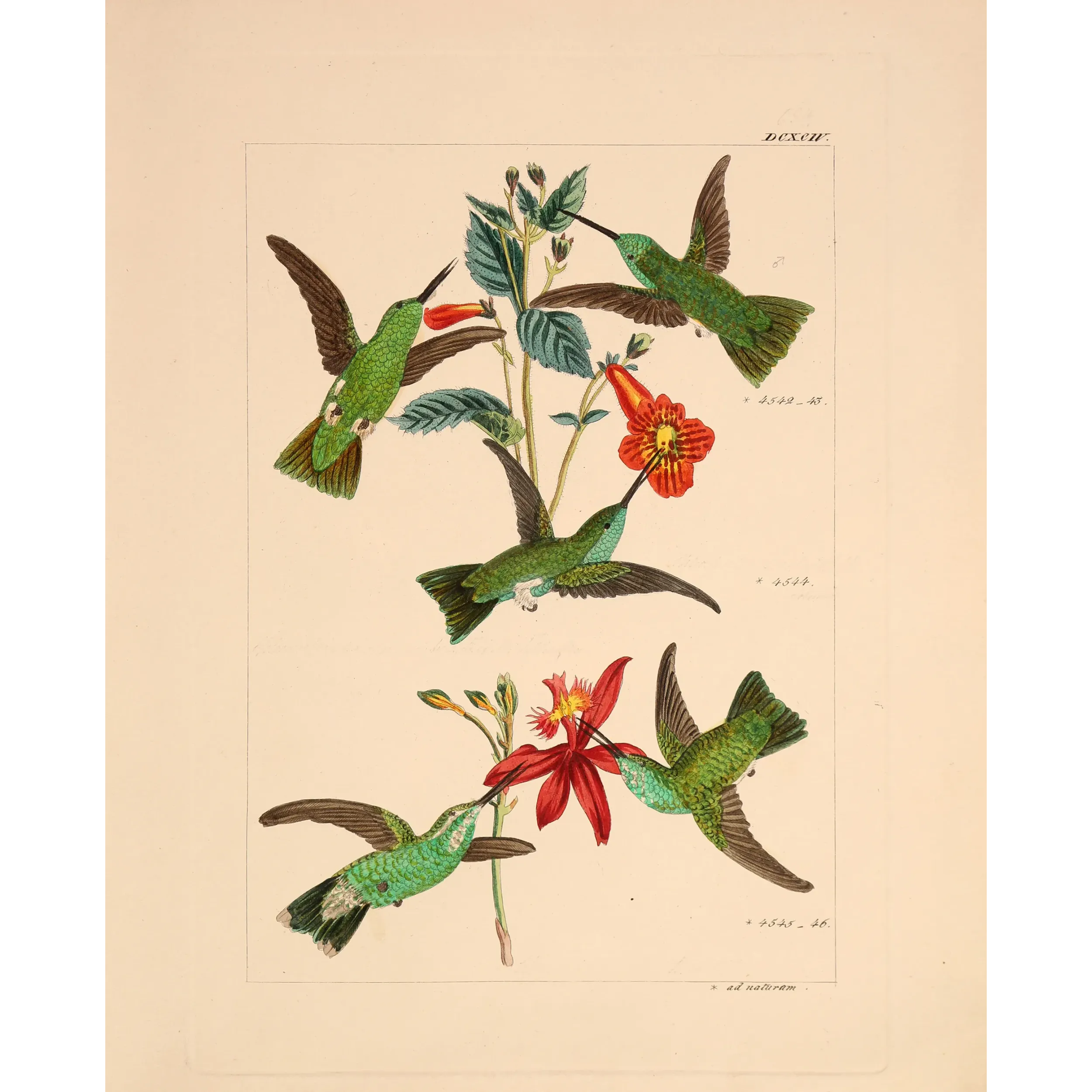 Emerald Wings Among Scarlet Blossoms | Original Reichenbach Hummingbird Engraving