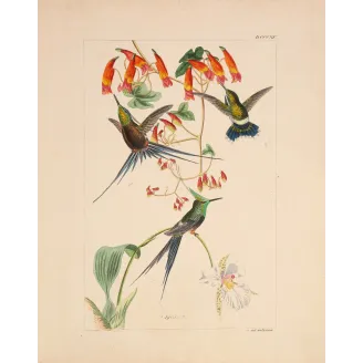 Grace in the Canopy | Original Reichenbach Hummingbird Engraving (Plate 815)