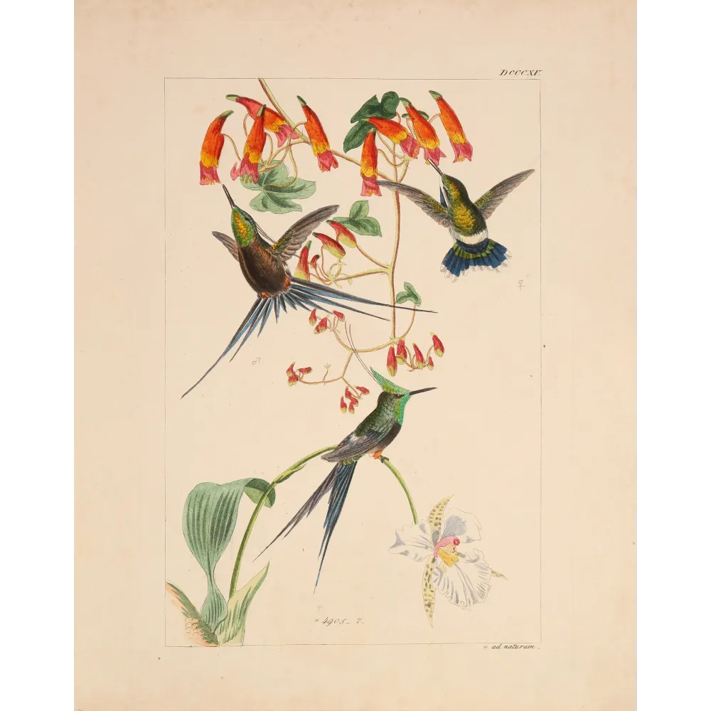 Grace in the Canopy | Original Reichenbach Hummingbird Engraving (Plate 815)