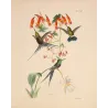 Historical Sylphae Hummingbirds with Tropical Orchid – Original Hand-Colored Engraving by Ludwig Reichenbach, Antique Print