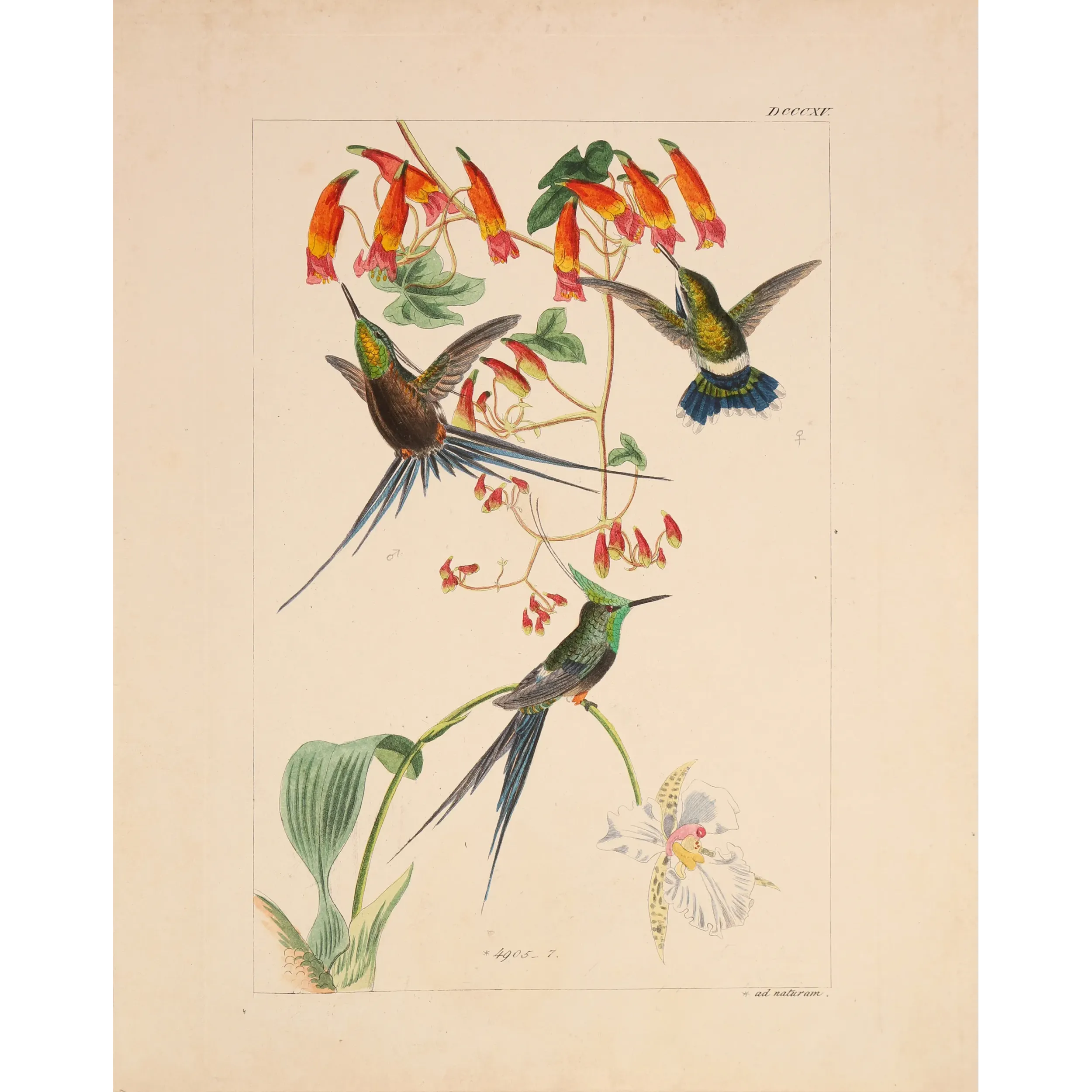 Grace in the Canopy | Original Reichenbach Hummingbird Engraving (Plate 815)