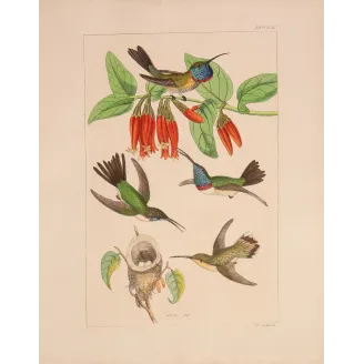 Guardians of the Nest | Original Reichenbach Hummingbird Engraving