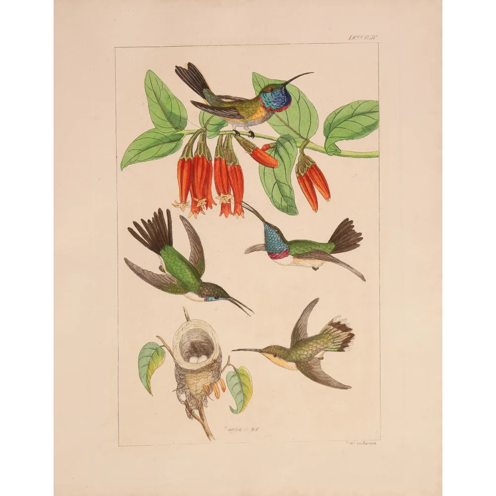 Guardians of the Nest | Original Reichenbach Hummingbird Engraving