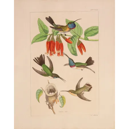 Guardians of the Nest | Original Reichenbach Hummingbird Engraving