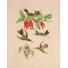Historical Hummingbirds with Nest and Tubular Tropical Blossoms – Original Hand-Colored Engraving by Reichenbach, Antique Print