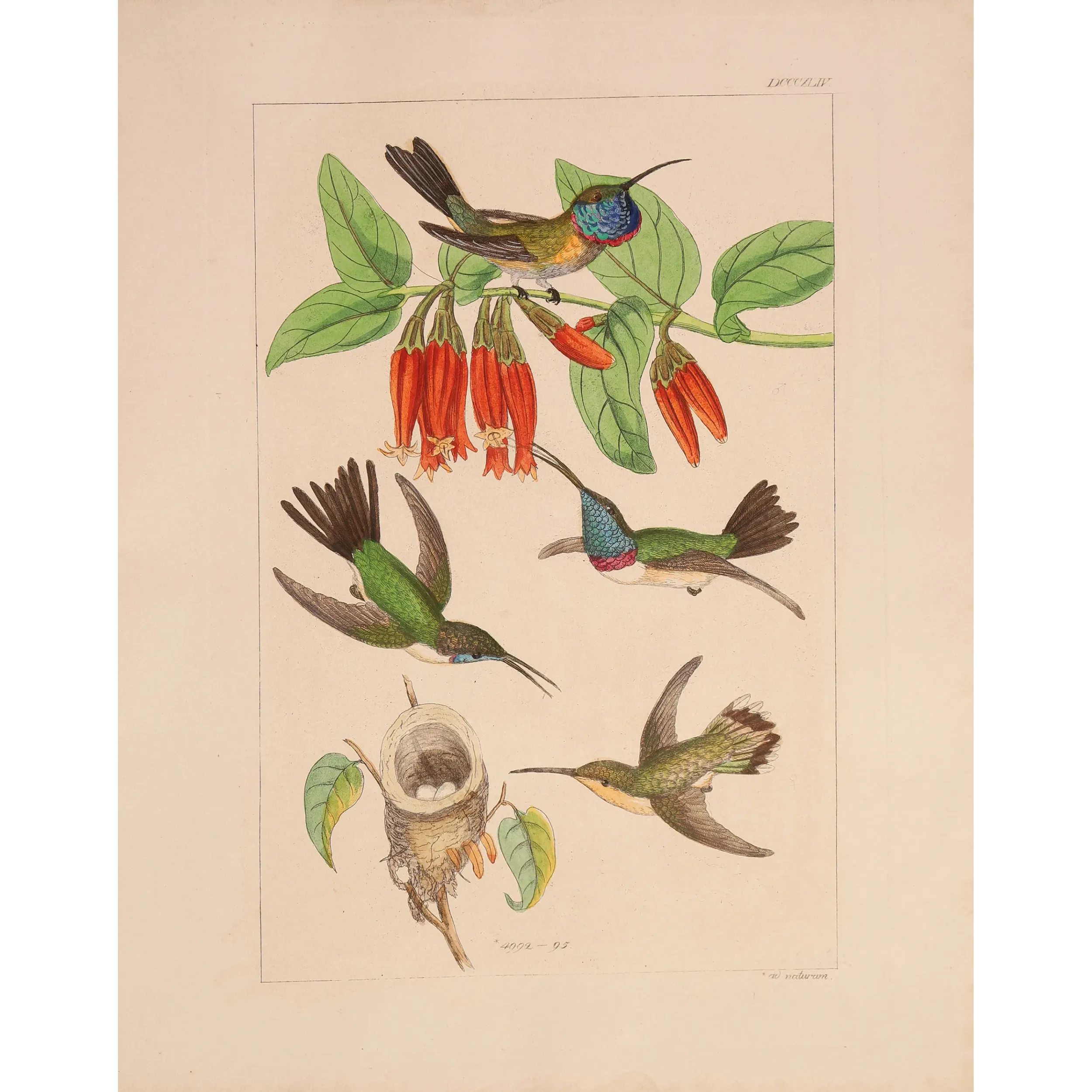 Guardians of the Nest | Original Reichenbach Hummingbird Engraving