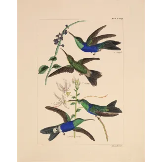 Sapphire and Emerald | Original Reichenbach Hummingbird Engraving