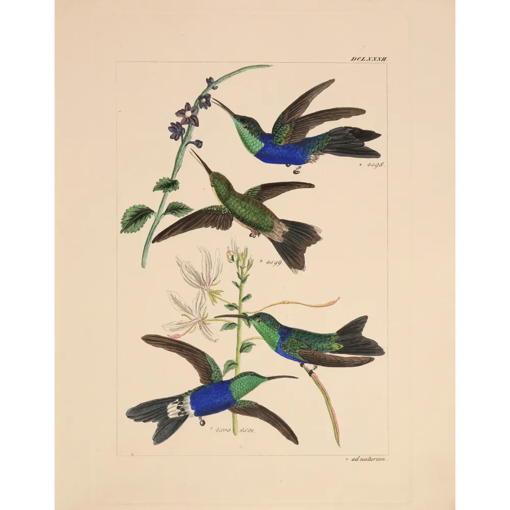 Sapphire and Emerald | Original Reichenbach Hummingbird Engraving