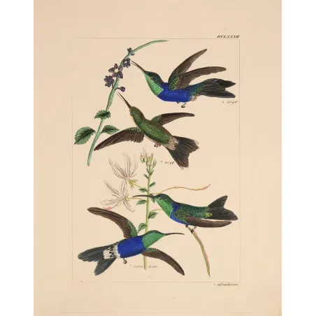 Sapphire and Emerald | Original Reichenbach Hummingbird Engraving