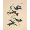 Fork-tailed & Violet-capped Woodnymphs with Stachytarpheta and Cleome | Antique Engraving