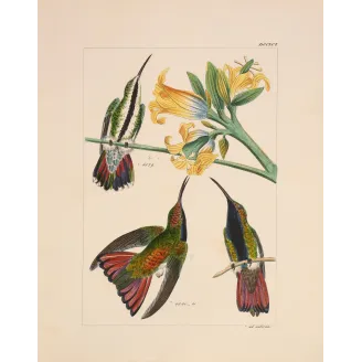 Nature's Perfect Design | Original Mango Hummingbird Engraving by Reichenbach