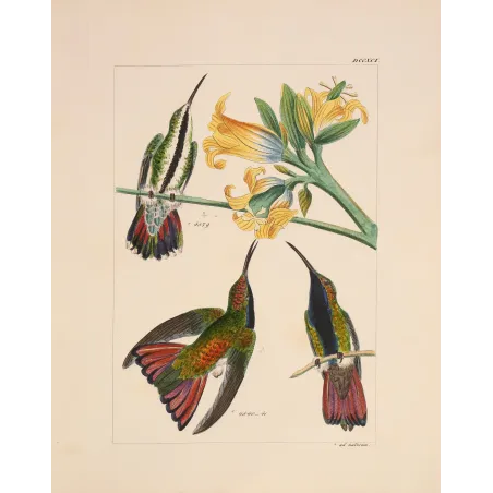 Nature's Perfect Design | Original Mango Hummingbird Engraving by Reichenbach