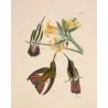 Jamaican Mango (Anthracothorax mango) – Original Hand-Colored Engraving by Ludwig Reichenbach, Antique Print