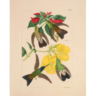 Nature's Living Palette | Original Reichenbach Hummingbird Engraving