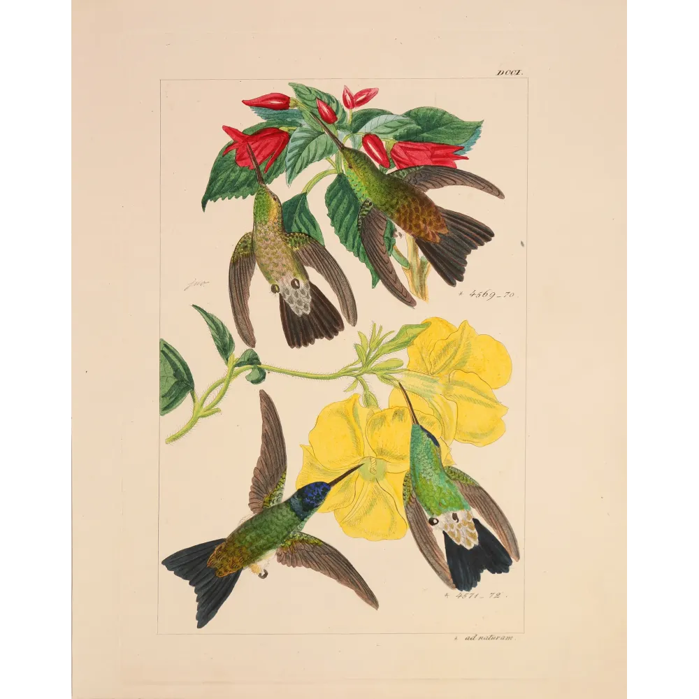 Nature's Living Palette | Original Reichenbach Hummingbird Engraving