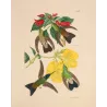 Sparkling-tailed Hummingbird (Tilmatura lepida) – Original Hand-Colored Engraving by Ludwig Reichenbach, Antique Print