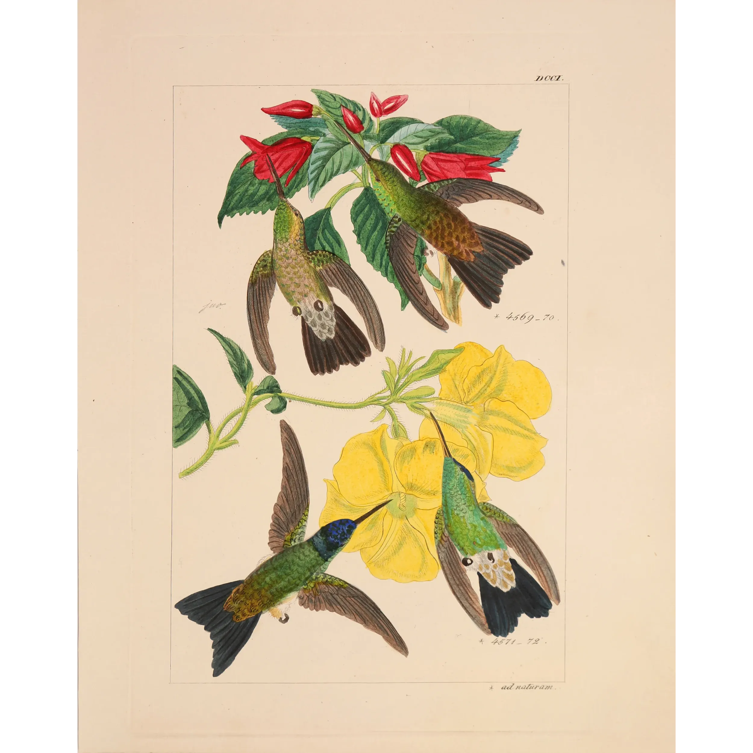 Nature's Living Palette | Original Reichenbach Hummingbird Engraving