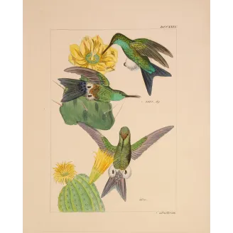 Original hand-colored engraving depicting Eriocnemis simplex among passionflowers and flowering cactus.