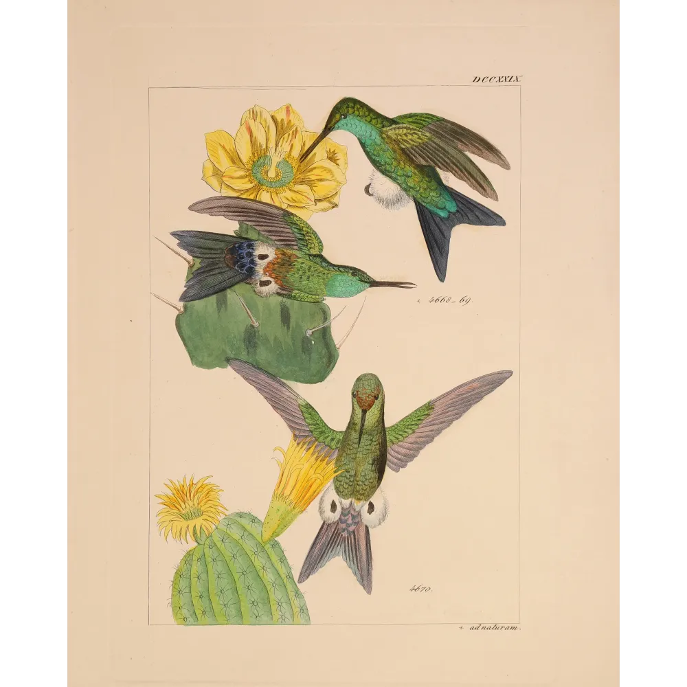 Original hand-colored engraving depicting Eriocnemis simplex among passionflowers and flowering cactus.