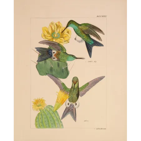 Original hand-colored engraving depicting Eriocnemis simplex among passionflowers and flowering cactus.