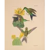Original hand-colored engraving depicting Eriocnemis simplex among passionflowers and flowering cactus.