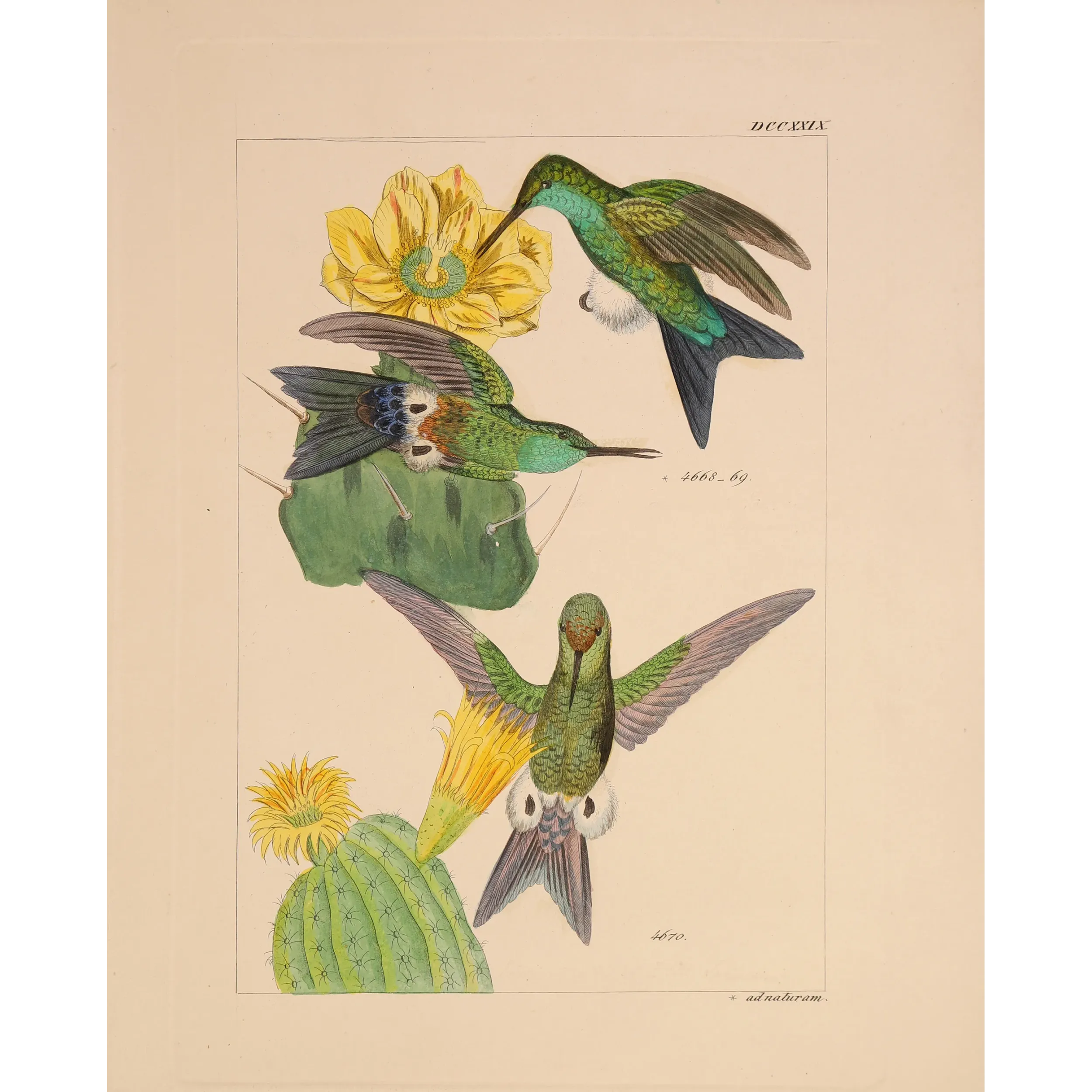 Original hand-colored engraving depicting Eriocnemis simplex among passionflowers and flowering cactus.