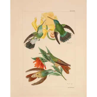 Two Blossoms, One Perfect Partnership | Original Lesbia victoriae Engraving
