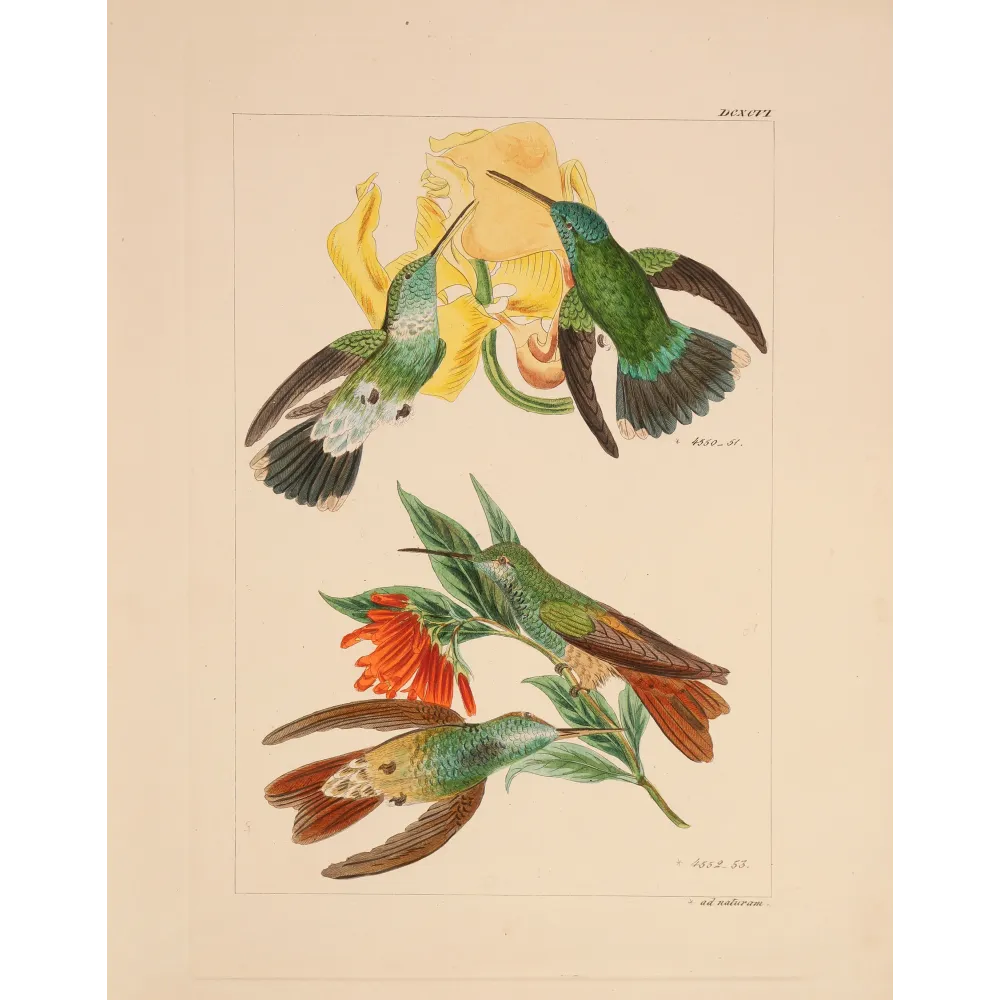 Two Blossoms, One Perfect Partnership | Original Lesbia victoriae Engraving