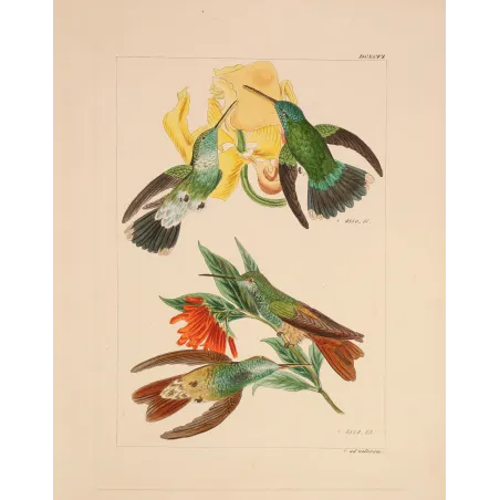 Two Blossoms, One Perfect Partnership | Original Lesbia victoriae Engraving