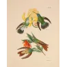 Victoria's Trainbearer (Lesbia victoriae) – Original Hand-Colored Engraving by Ludwig Reichenbach, Antique Print