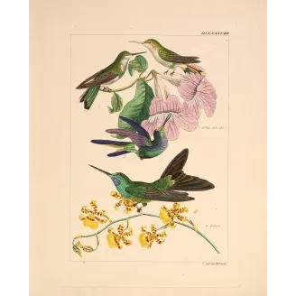 Ourissia Hummingbird | Original Reichenbach Antique Engraving