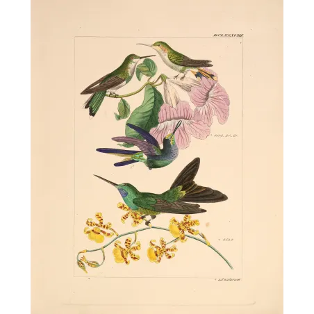 Ourissia Hummingbird | Original Reichenbach Antique Engraving