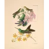 Ourissia Hummingbird (Coeligena ourissia) – Original Hand-Colored Engraving by Ludwig Reichenbach, Antique Print