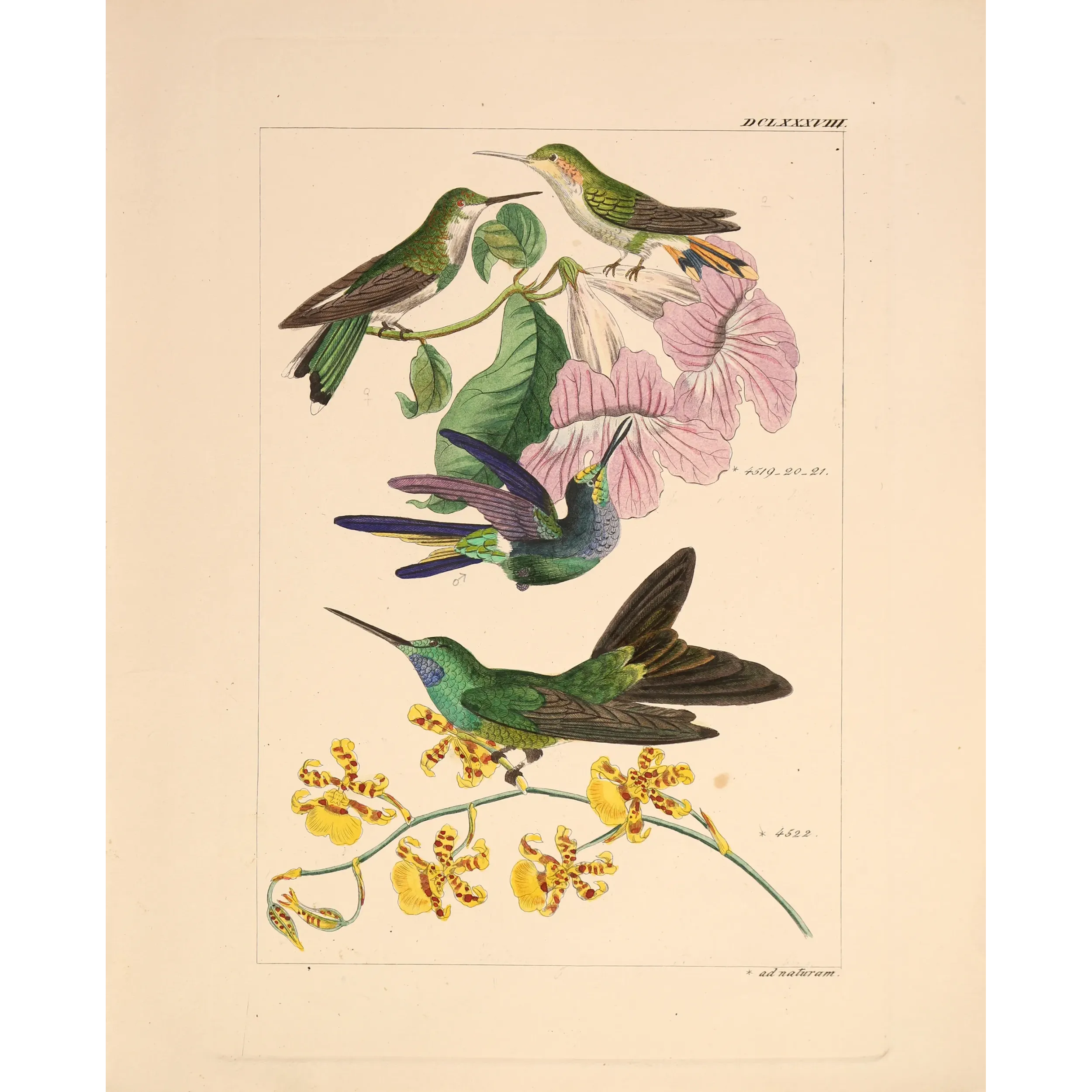 Ourissia Hummingbird | Original Reichenbach Antique Engraving
