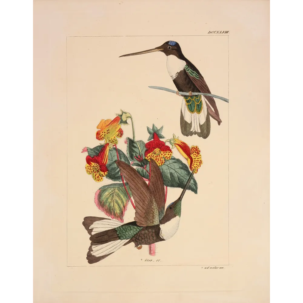 Prunell's Hummingbird | Original Reichenbach Antique Engraving