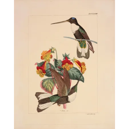 Prunell's Hummingbird | Original Reichenbach Antique Engraving