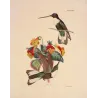 Prunell's Hummingbird (Bourcieria prunellii) – Original Hand-Colored Engraving by Ludwig Reichenbach, Antique Print