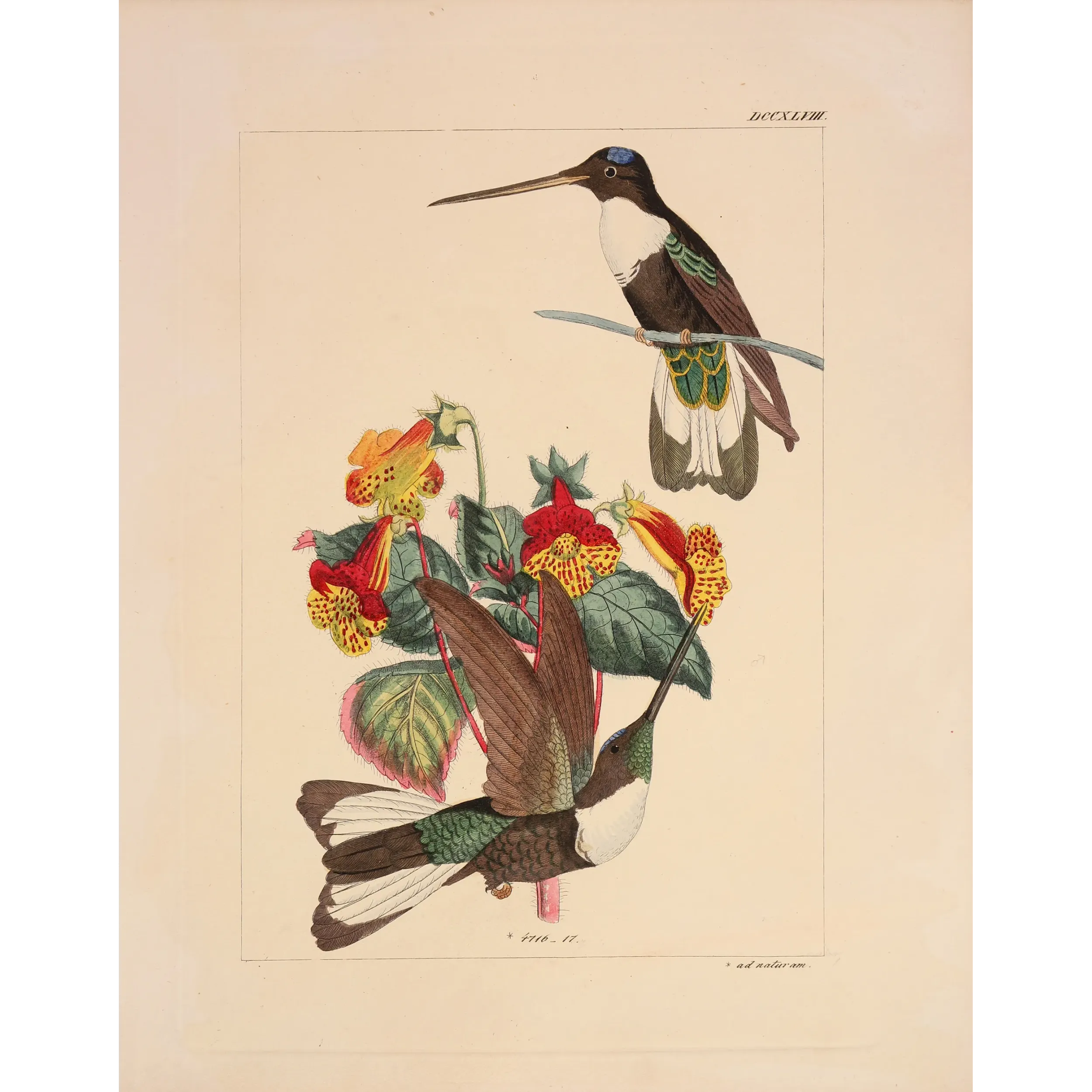 Prunell's Hummingbird | Original Reichenbach Antique Engraving