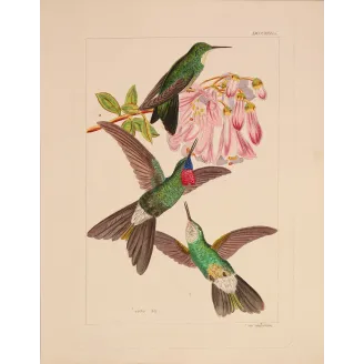 Sylphae Hummingbirds Plate 833 | Original Reichenbach Antique Engraving