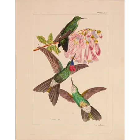 Sylphae Hummingbirds Plate 833 | Original Reichenbach Antique Engraving