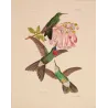 Sylphae Hummingbirds  – Original Hand-Colored Engraving by Ludwig Reichenbach, Antique Print