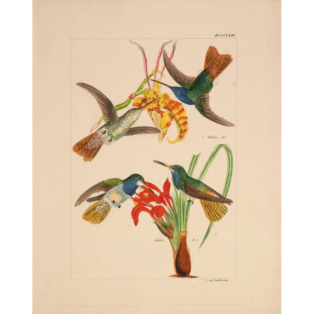 Elicia's Hummingbird | Original Reichenbach Antique Engraving