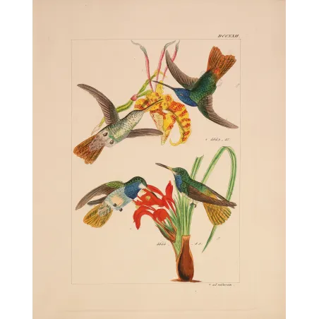 Elicia's Hummingbird | Original Reichenbach Antique Engraving