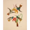 Elicia's Hummingbird (Chrysuronia eliciae) – Original Hand-Colored Engraving by Ludwig Reichenbach, Antique Print